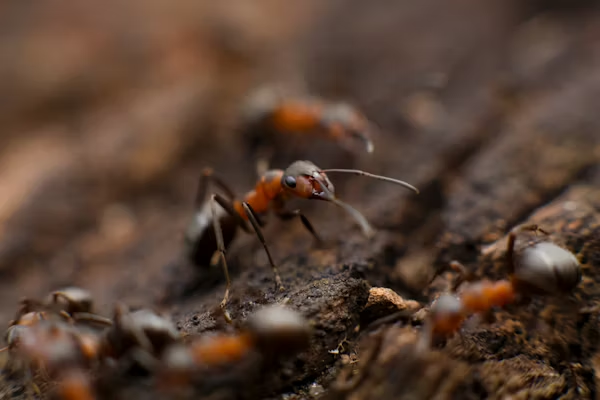 Commercial Pest Control