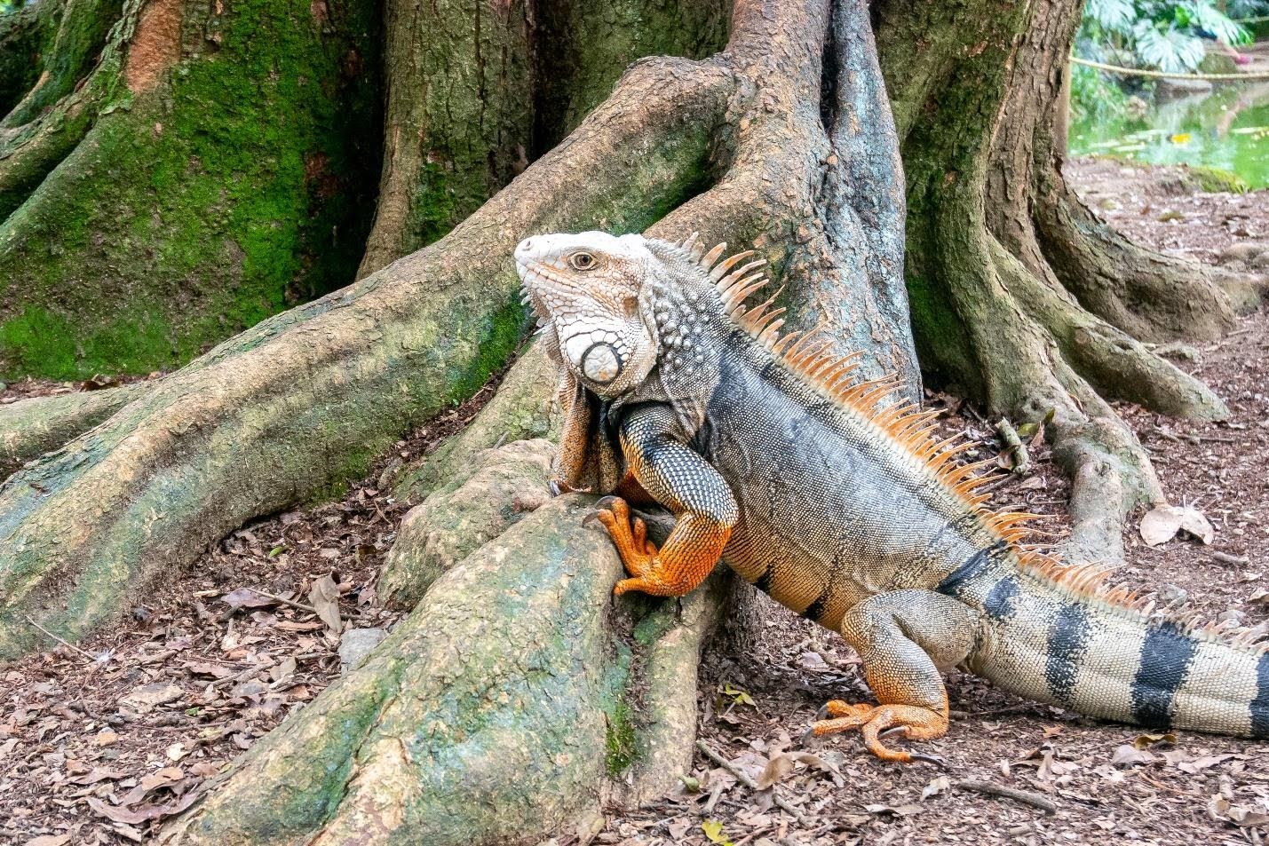 Iguana Infestation